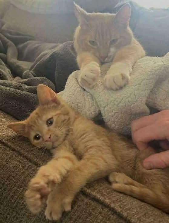 Enlarge Eloise, a Adopted Domestic Short Hair in Oakboro , NC image 2/3