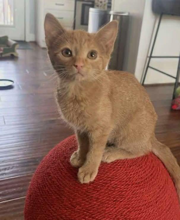 Enlarge Eloise, a Adopted Domestic Short Hair in Oakboro , NC image 3/3