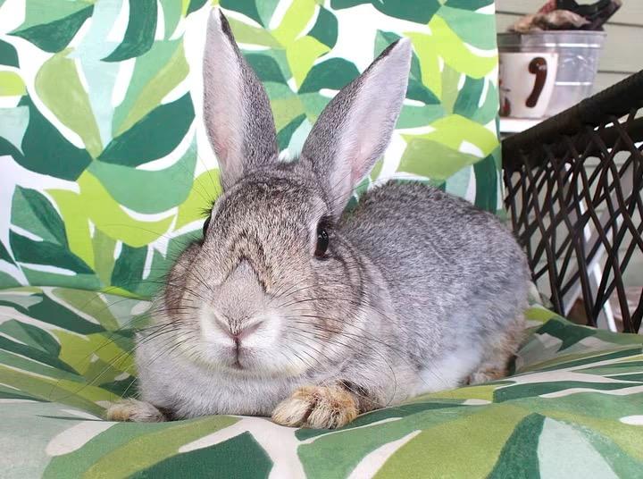 Sapphire, a ADOPTABLE Chinchilla in Hillside, NJ image 2/3