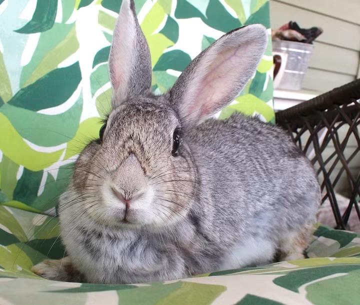 Sapphire, a ADOPTABLE Chinchilla in Hillside, NJ image 1/3