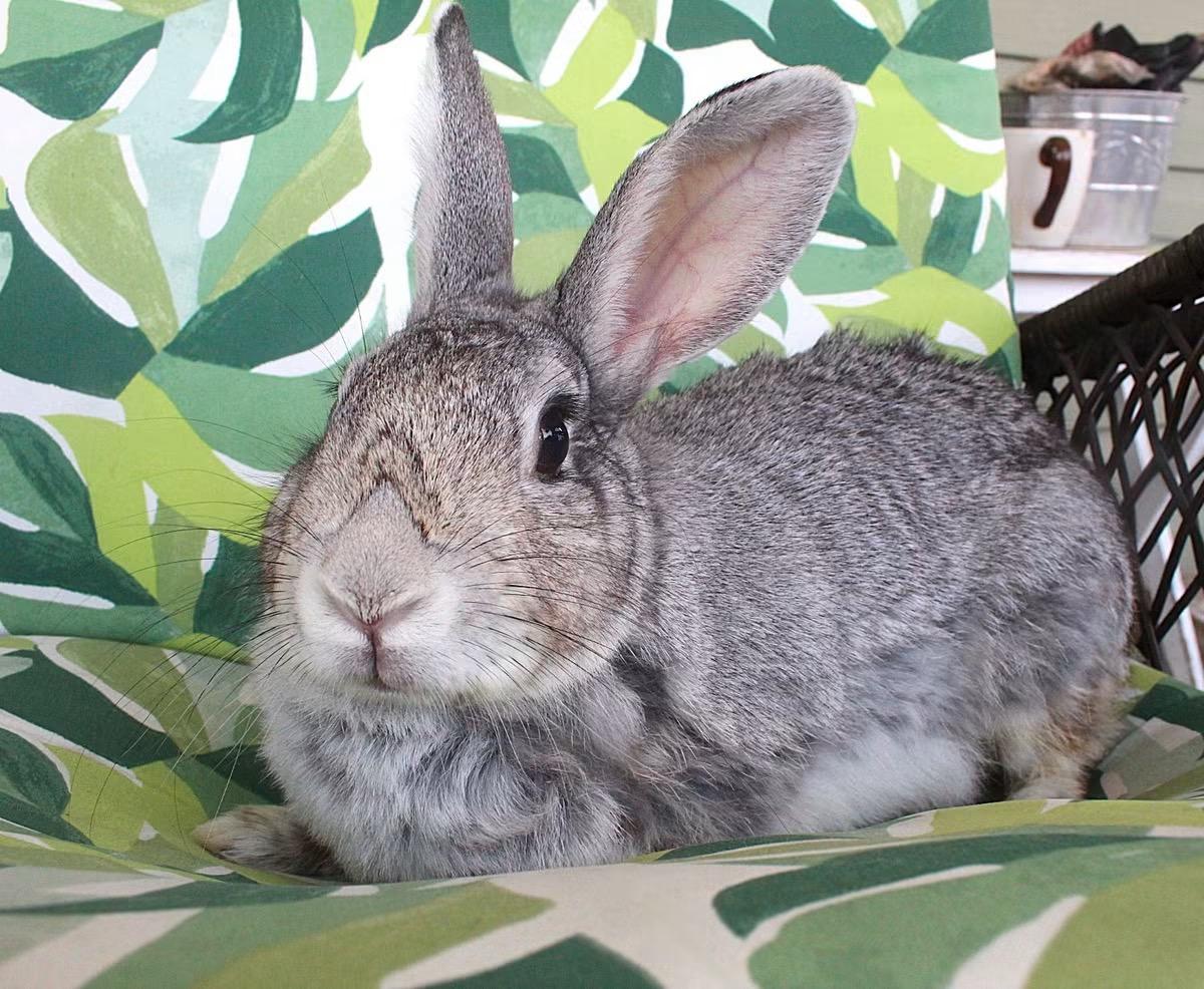 Sapphire, a ADOPTABLE Chinchilla in Hillside, NJ image 3/3