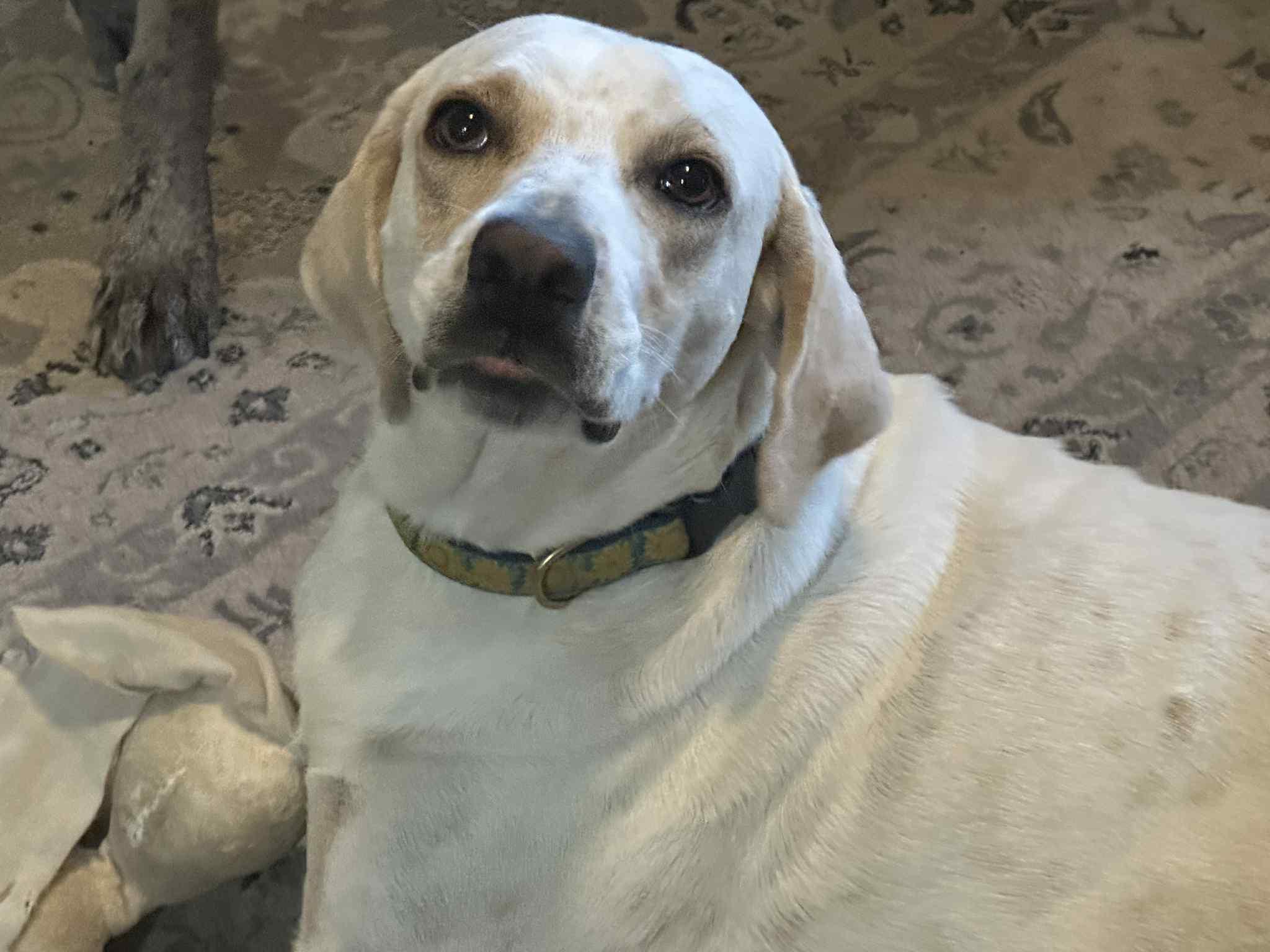 Daisy, Adoptable, Adult Female Labrador Retriever.