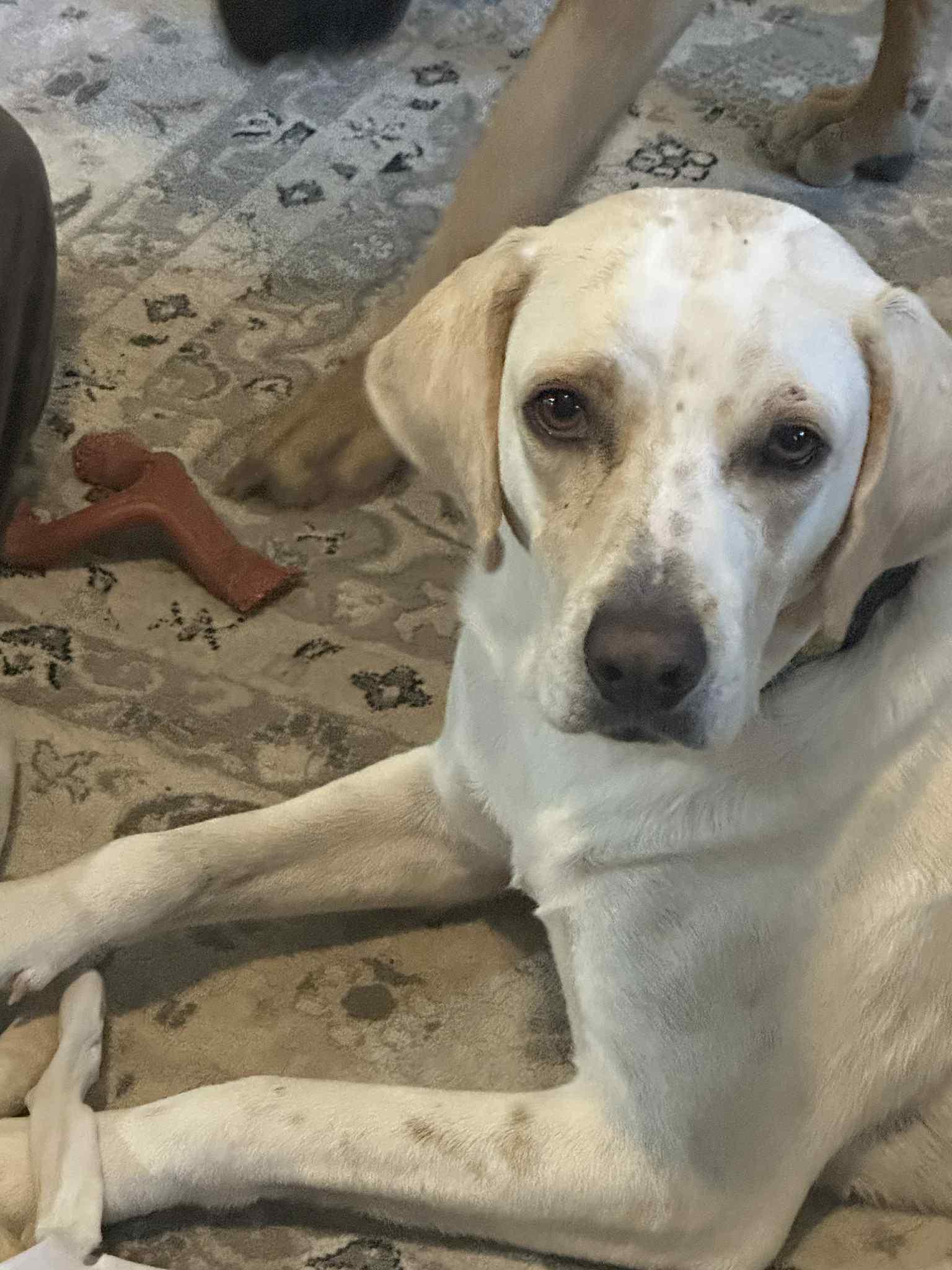 Photo of Adult Female Labrador Retriever 