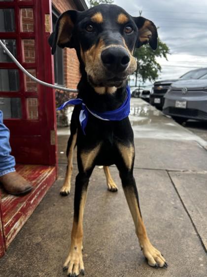 Enlarge Chewie, a Adoptable Mixed Breed in Buchanan Dam, TX image 1/3