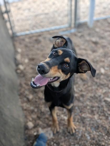 Chewie, Adoptable, Adult Male Mixed Breed & Mixed Breed.