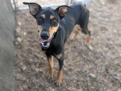 Enlarge Chewie, a Adoptable Mixed Breed in Buchanan Dam, TX image 3/3