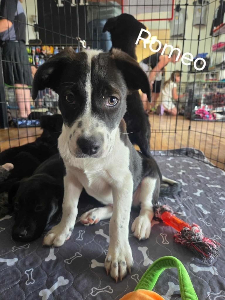 Enlarge Romeo, a Adoptable mixed breed in Mesa, AZ image 1/6