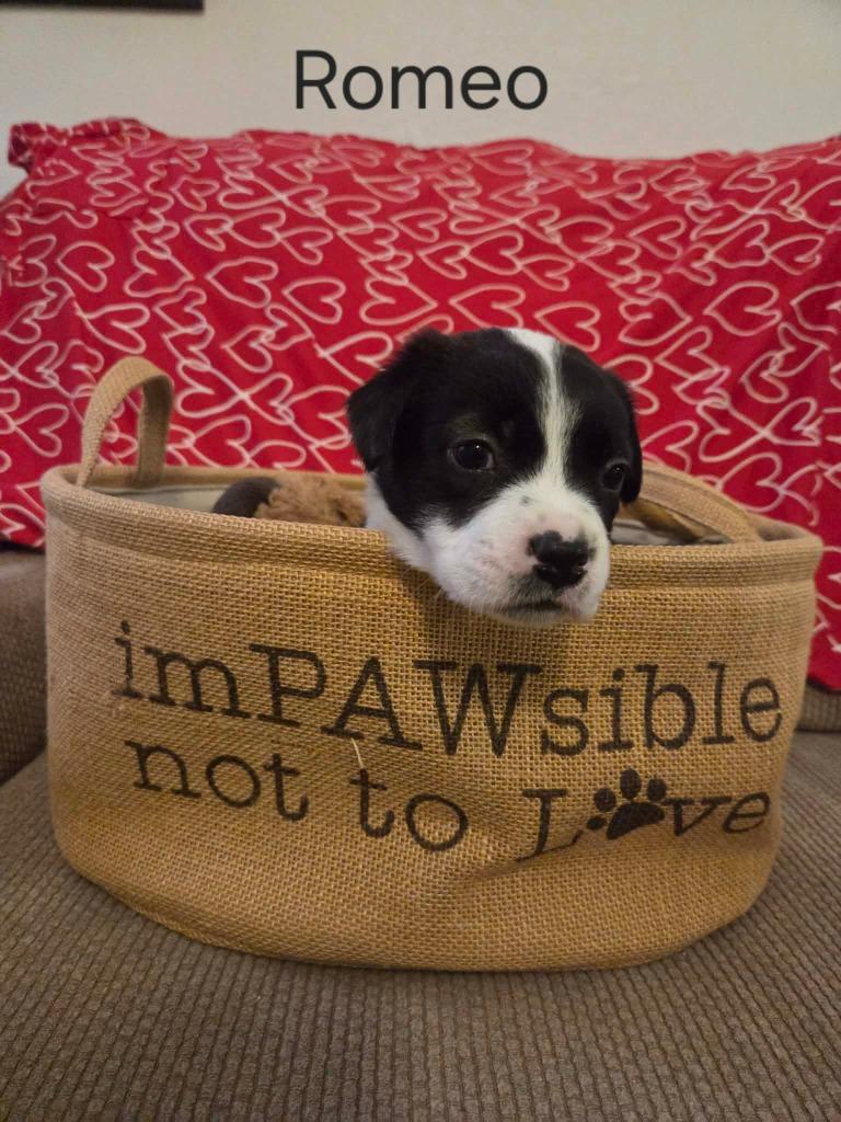 Romeo, Adoptable, Puppy Male Black Labrador Retriever & Border Collie.