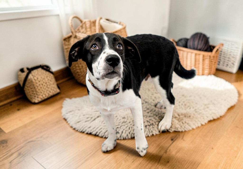 Enlarge Romeo, a Adoptable mixed breed in Mesa, AZ image 4/6