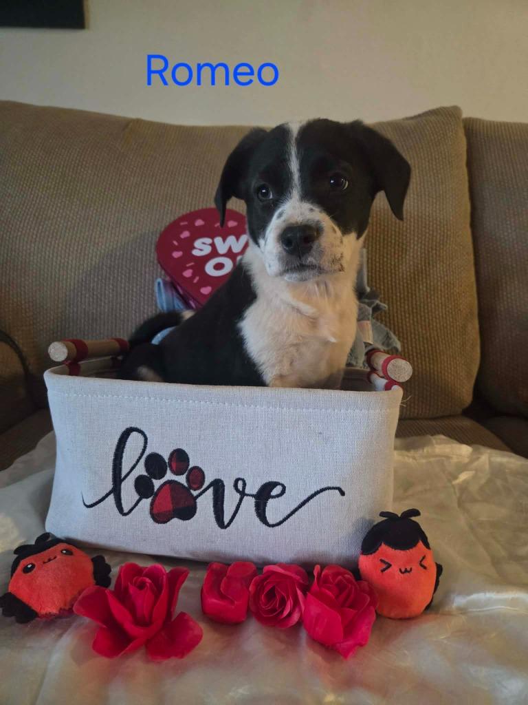 Romeo, a Adoptable mixed breed in Mesa, AZ image 2/2