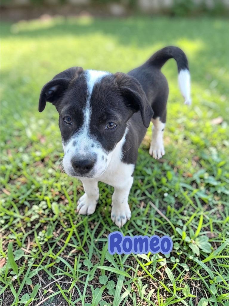 Enlarge Romeo, a Adoptable mixed breed in Mesa, AZ image 3/3