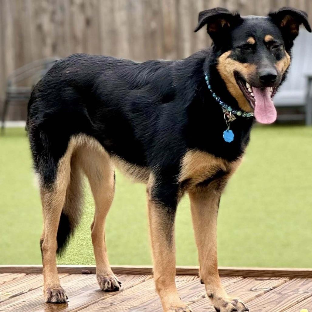 Enlarge Oakley, a Adoptable Shepherd in Wichita, KS image 1/6