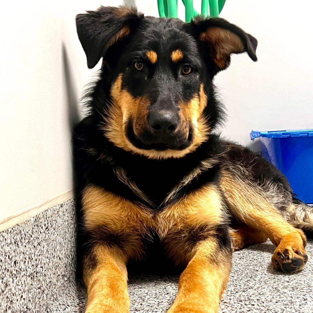 Enlarge Oakley, a Adoptable Shepherd in Wichita, KS image 2/6