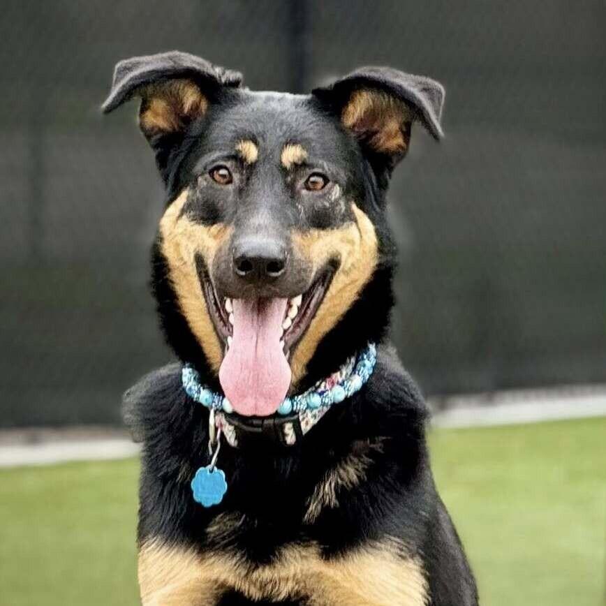 Enlarge Oakley, a Adoptable Shepherd in Wichita, KS image 3/6