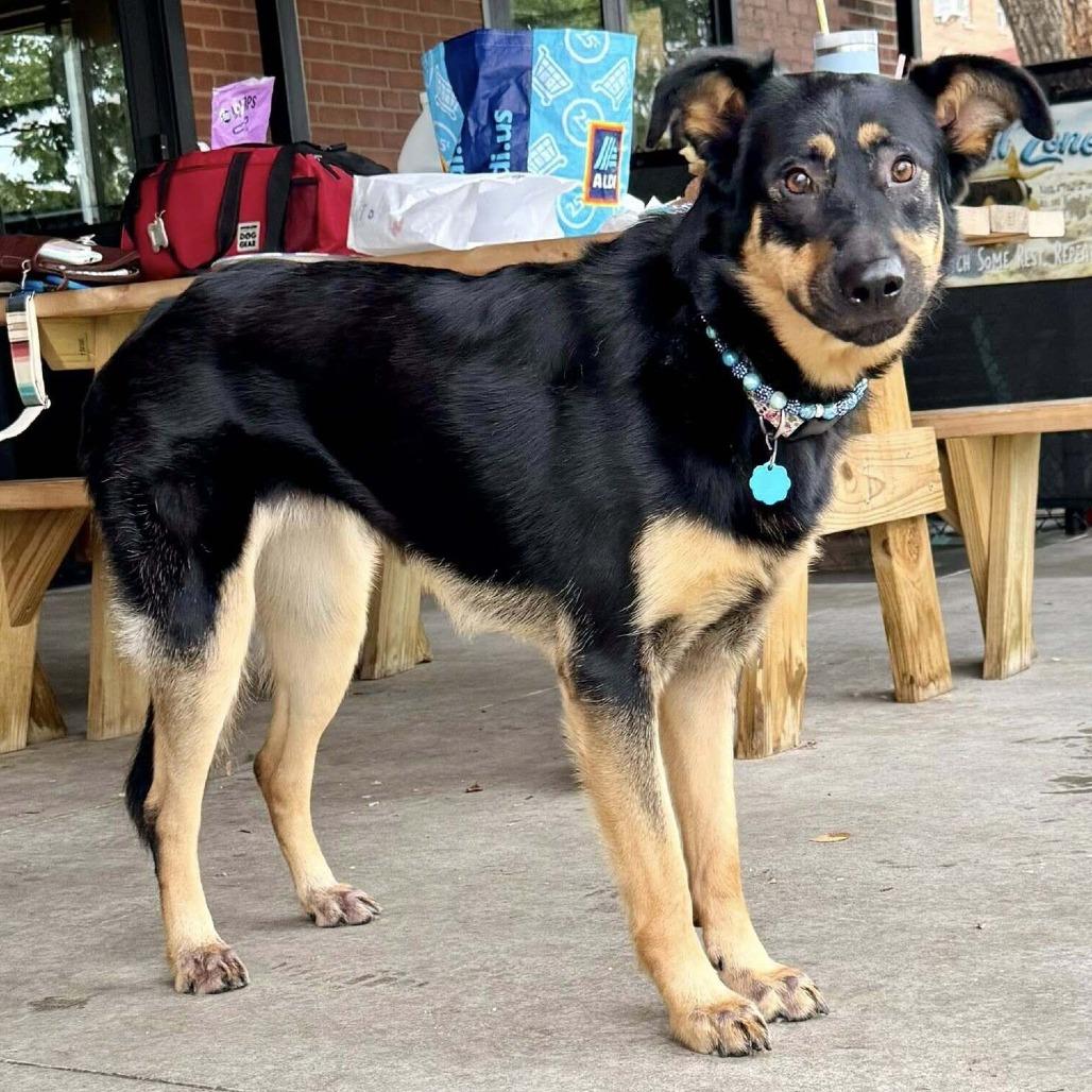 Enlarge Oakley, a Adoptable Shepherd in Wichita, KS image 4/6
