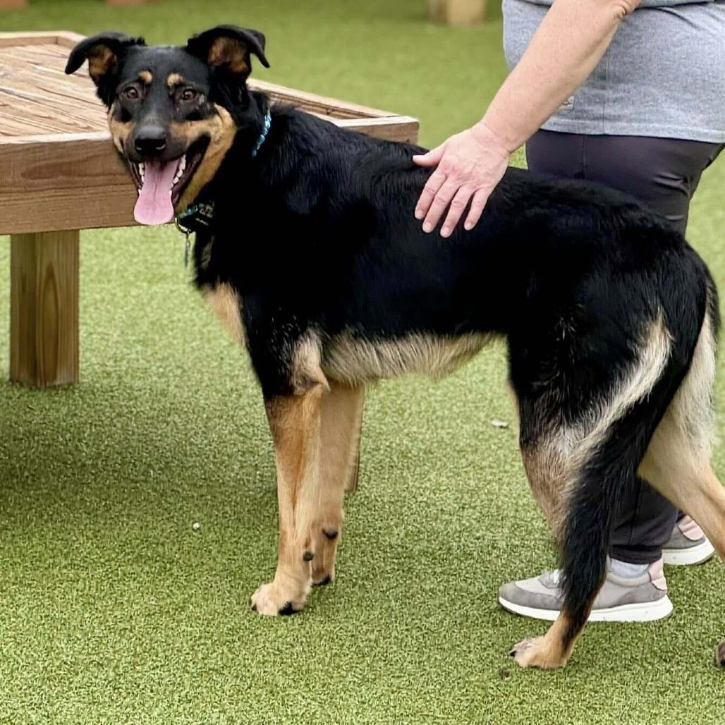 Enlarge Oakley, a Adoptable Shepherd in Wichita, KS image 5/6
