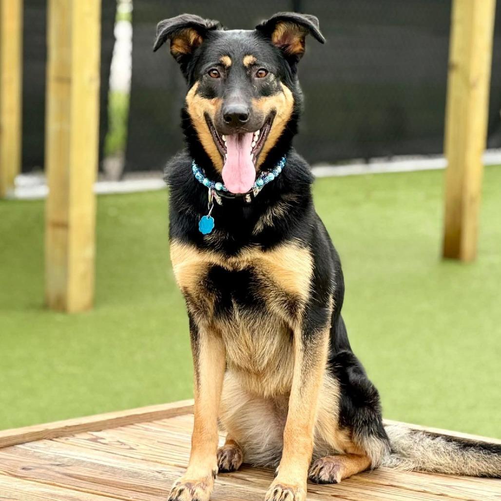 Enlarge Oakley, a Adoptable Shepherd in Wichita, KS image 6/6
