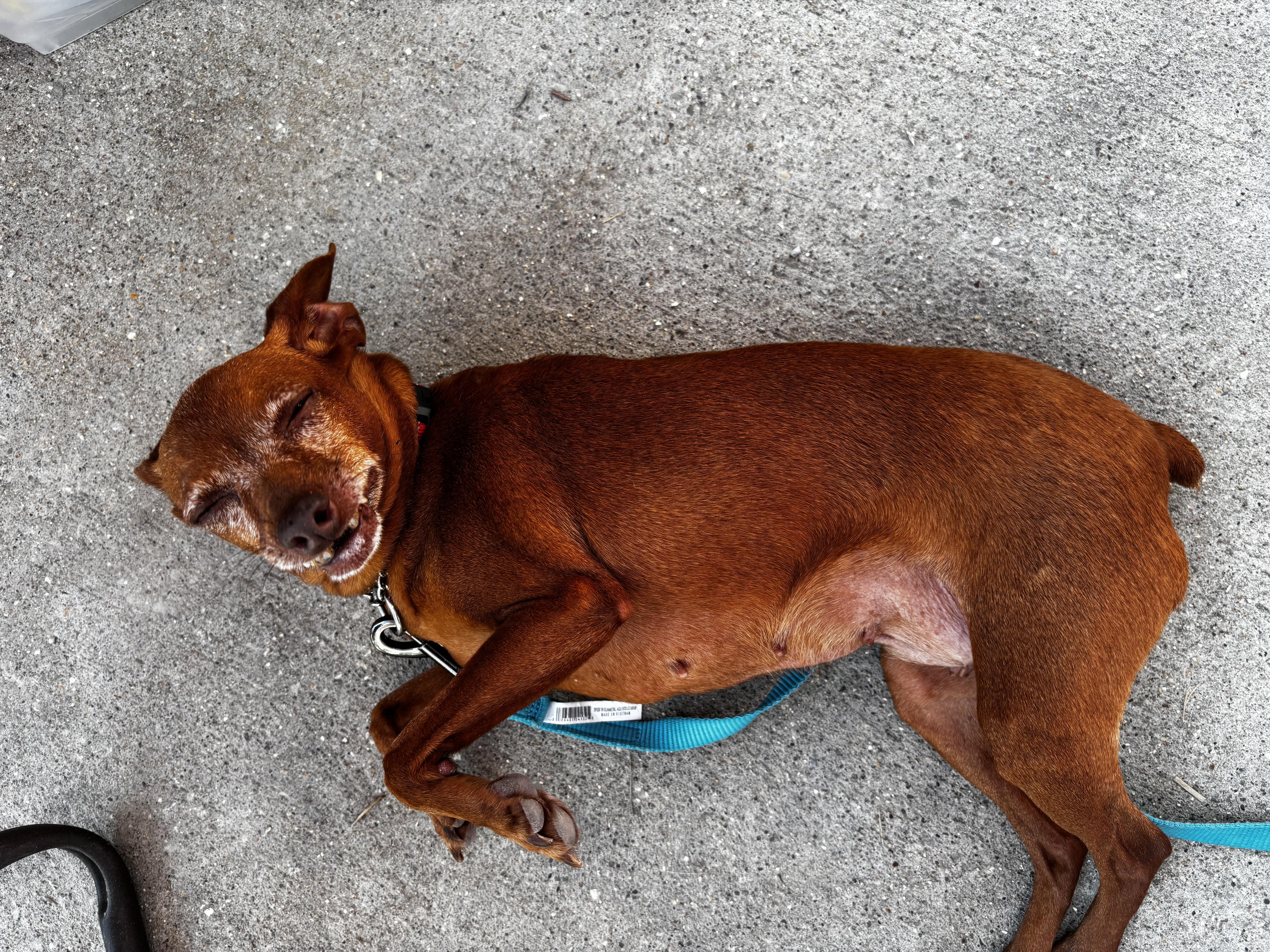 Enlarge Grandma, a Adoptable Miniature Pinscher in Paoli, IN image 1/4