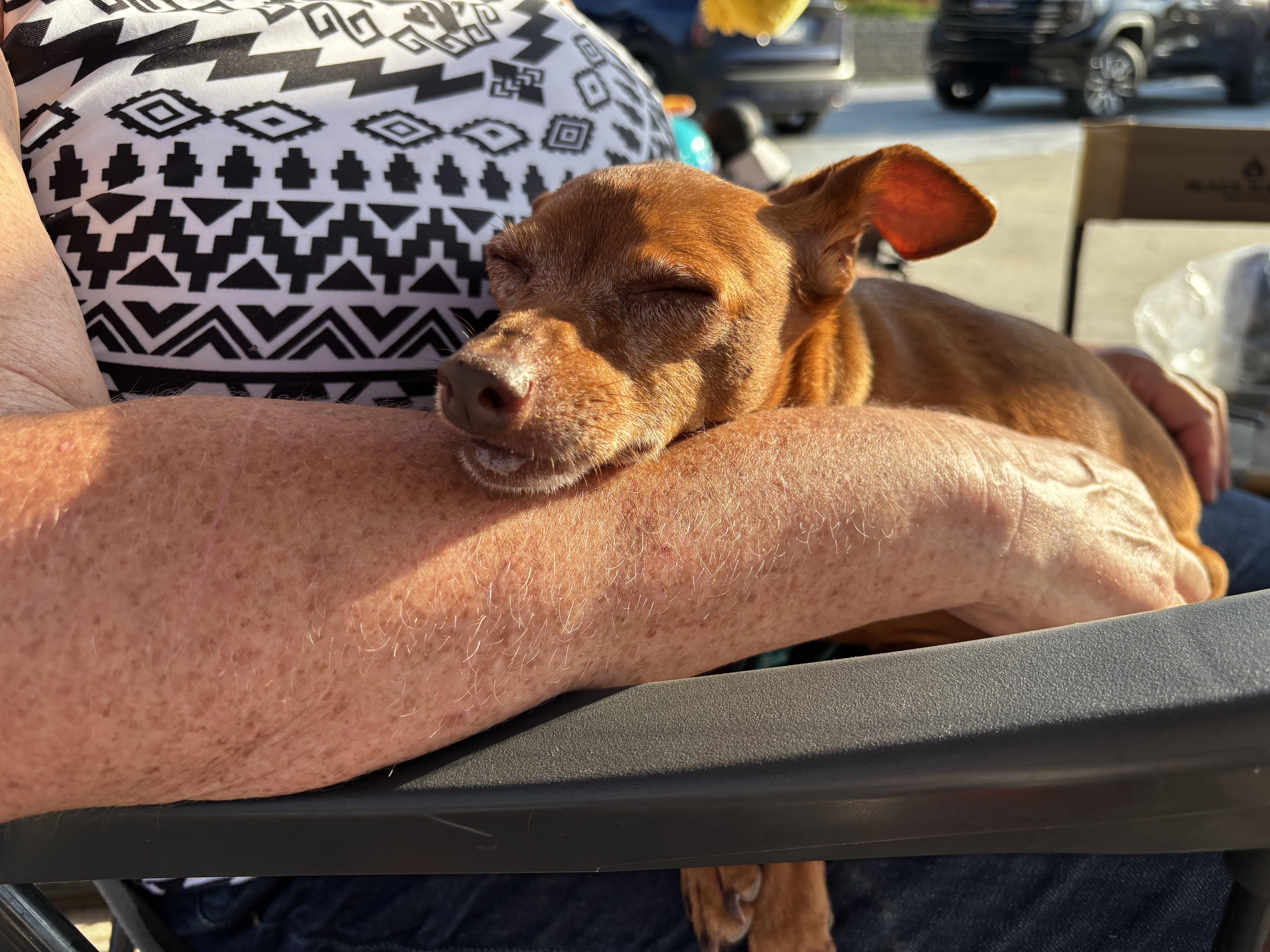 Enlarge Grandma, a Adoptable Miniature Pinscher in Paoli, IN image 3/4