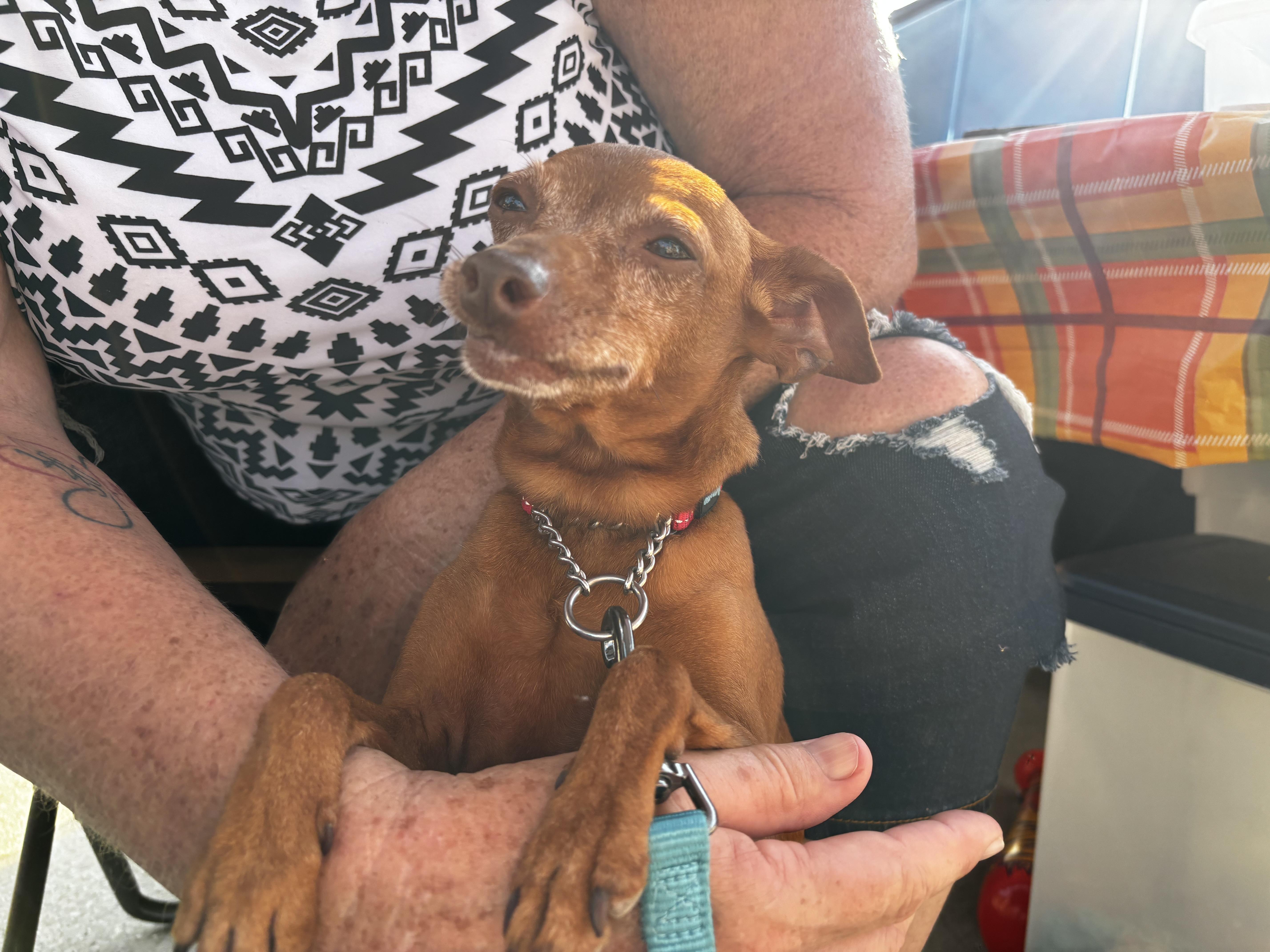 Enlarge Grandma, a Adoptable Miniature Pinscher in Paoli, IN image 4/4