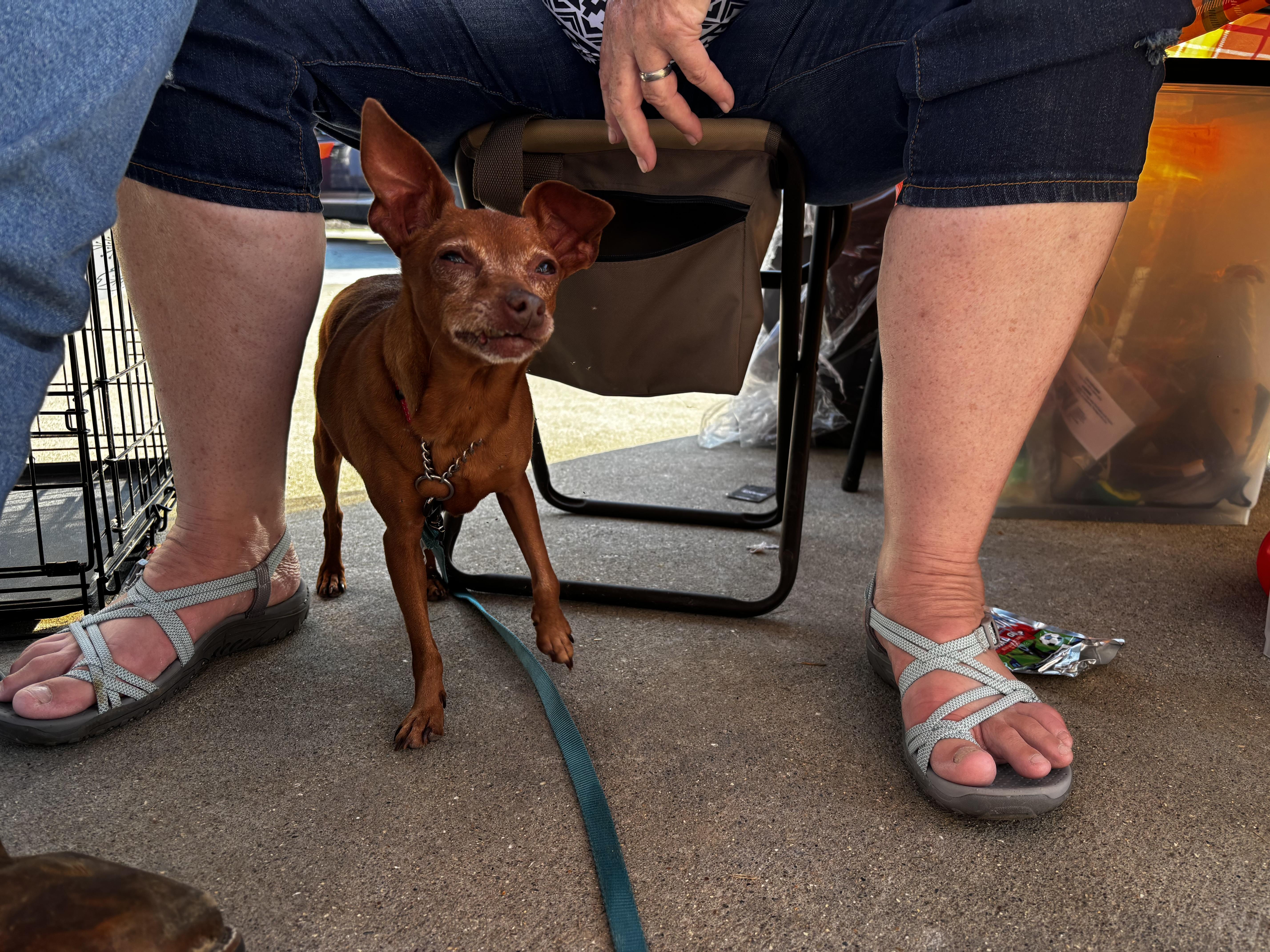 Enlarge Grandma, a Adoptable Miniature Pinscher in Paoli, IN image 2/4