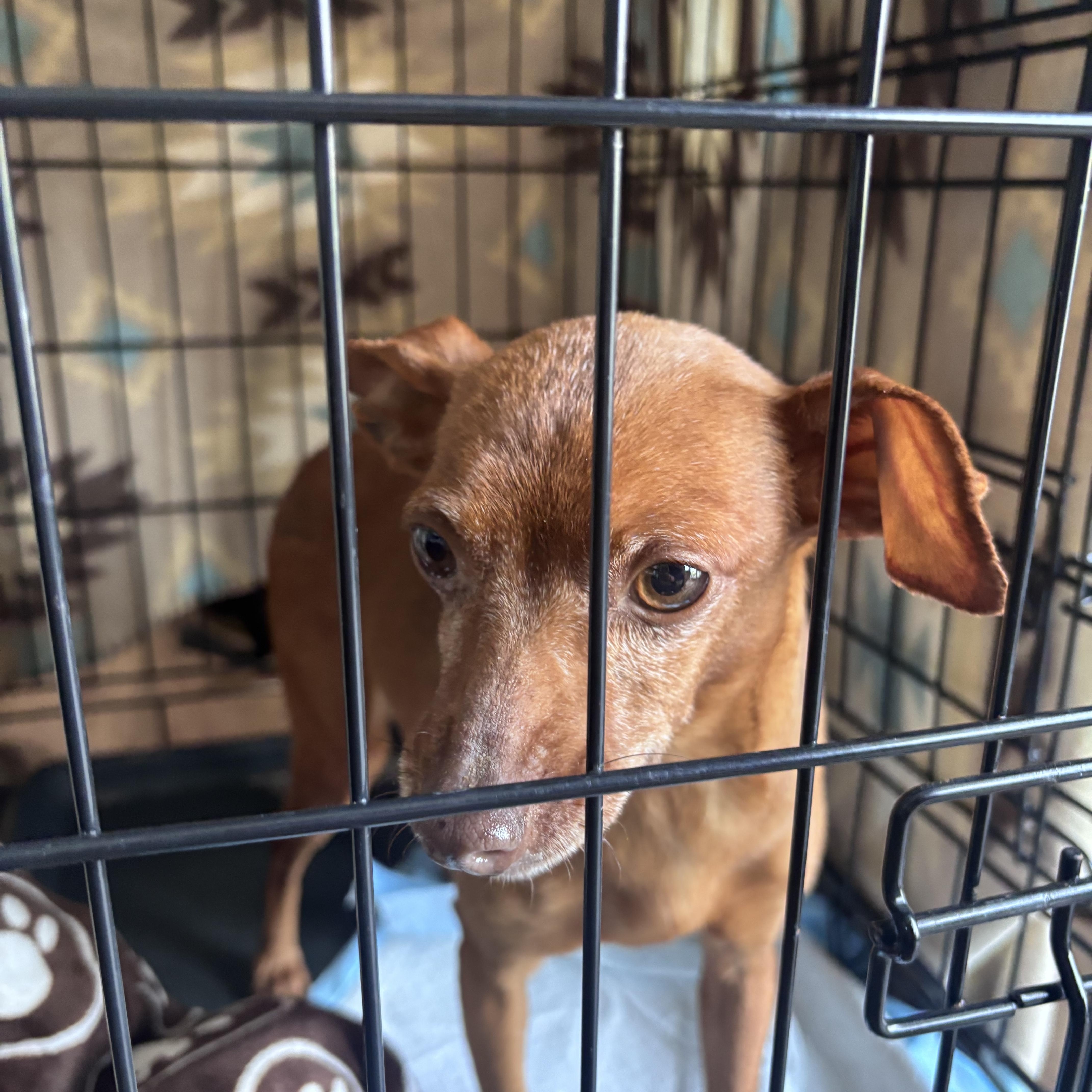 Grandma, ADOPTABLE, Adult Female Miniature Pinscher.