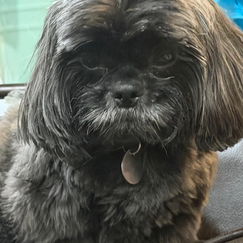 Enlarge Moose, a Adoptable Shih Tzu in Phoenix, AZ image 1/2