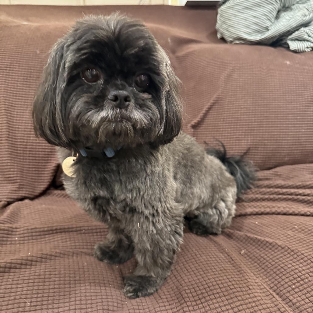 Enlarge Moose, a Adoptable Shih Tzu in Phoenix, AZ image 2/2