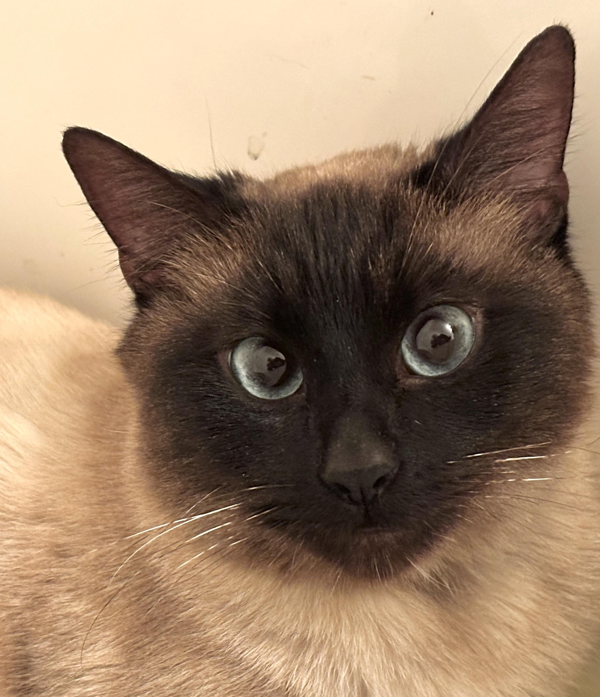 Charentais (Char), adopted, Adult Female Siamese & Domestic Short Hair.