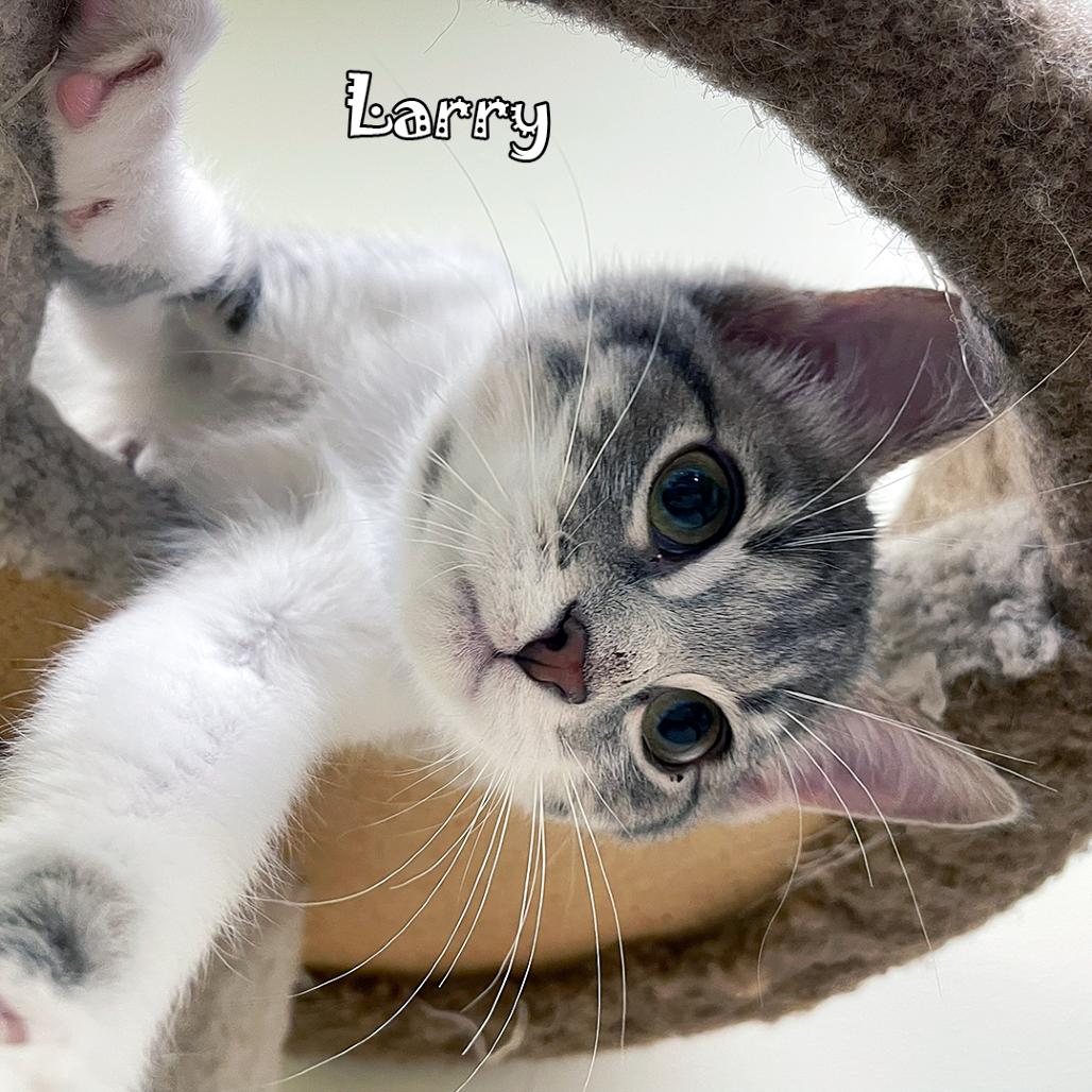 Larry, Adoptable, Kitten Male Domestic Short Hair & Domestic Short Hair.