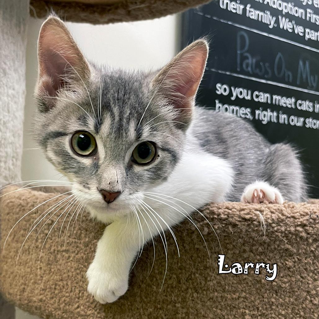 Enlarge Larry, a Adoptable mixed breed in Carmel, IN image 2/6
