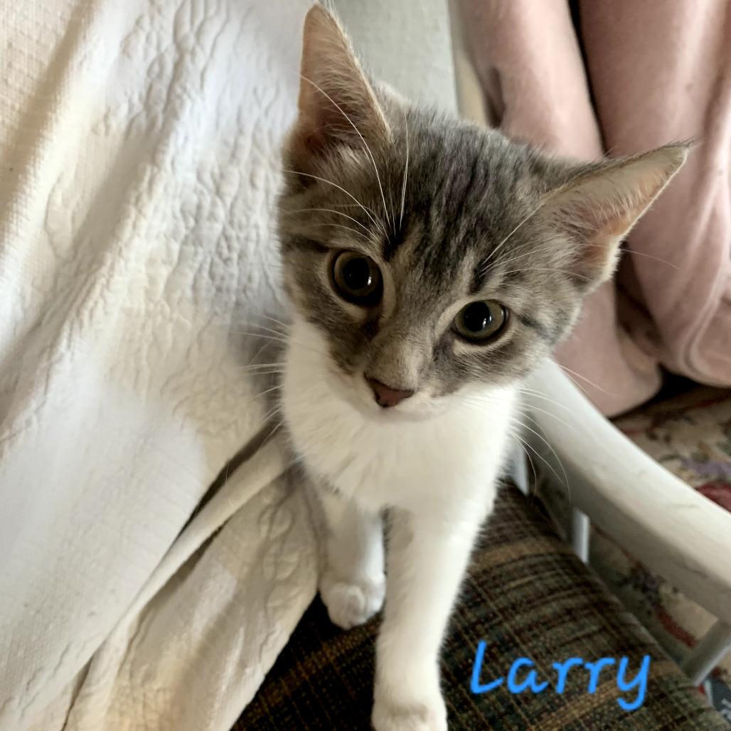 Enlarge Larry, a Adoptable mixed breed in Carmel, IN image 3/6