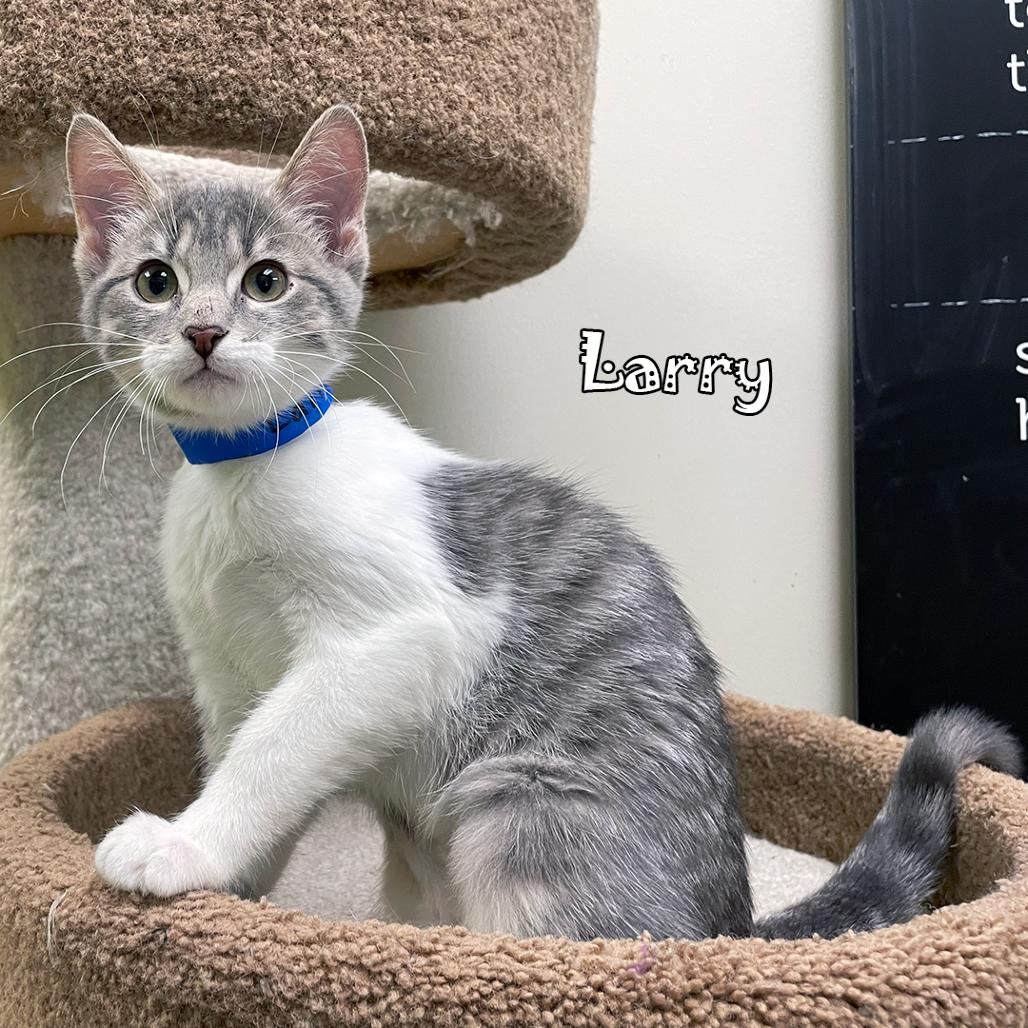 Enlarge Larry, a Adoptable mixed breed in Carmel, IN image 4/6