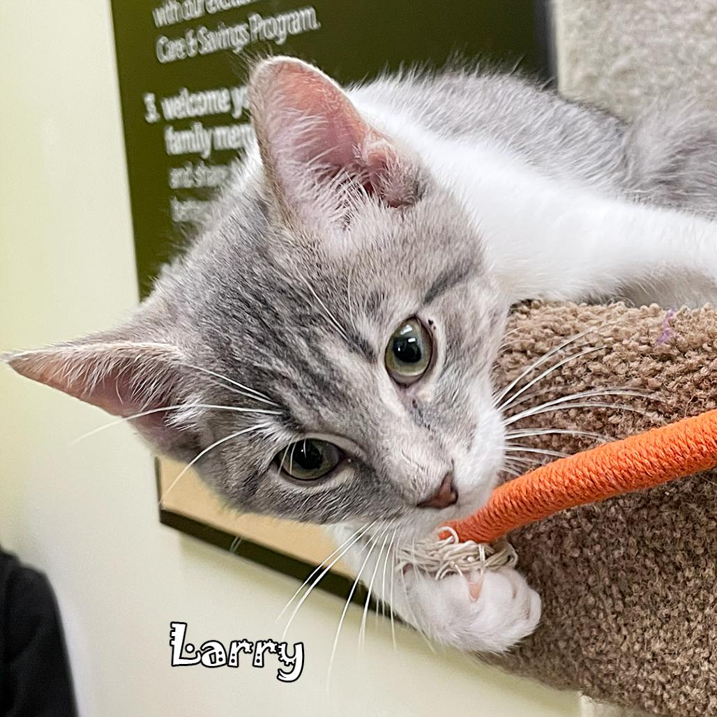 Enlarge Larry, a Adoptable mixed breed in Carmel, IN image 6/6