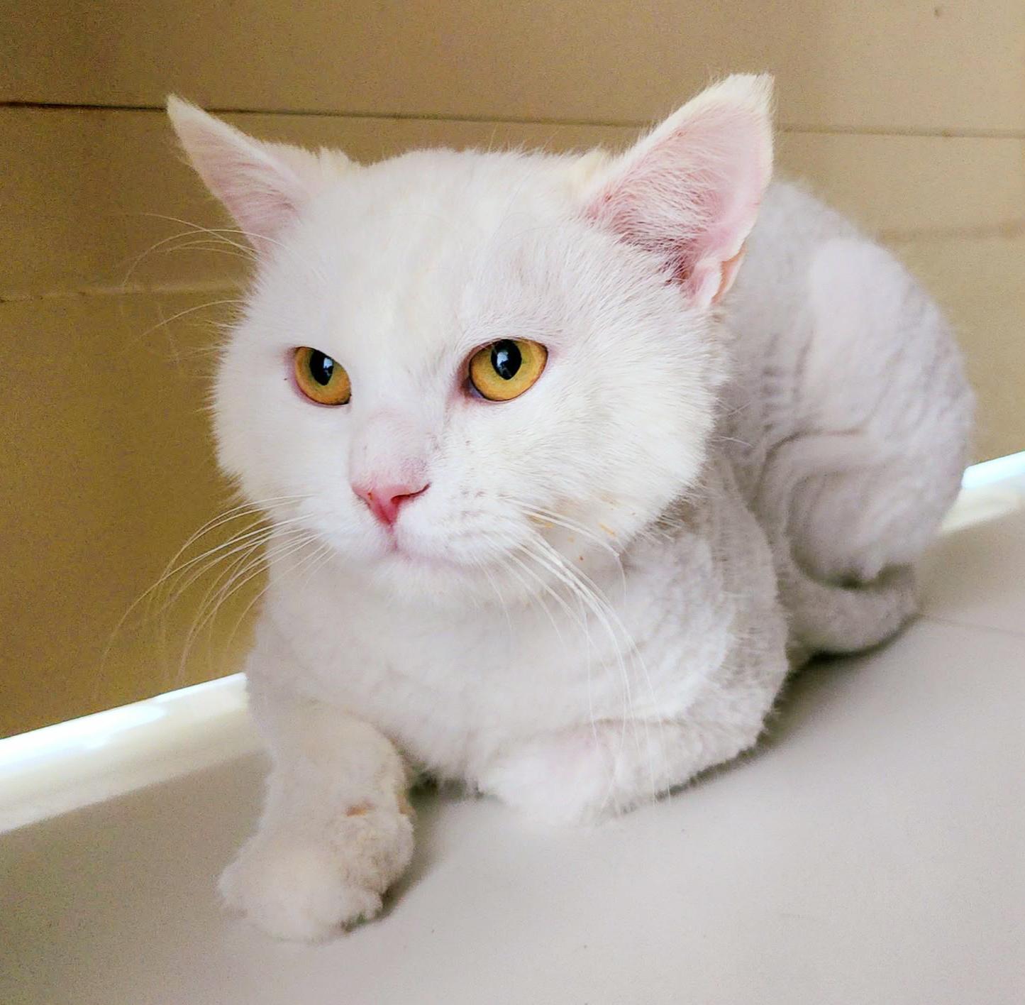 Lion is SOOO sweet! Just was shaved so pics/video look dorky - EMERGENCY Qatar cat!, an adopted mixed breed in Bedford Hills, NY image 1/6
