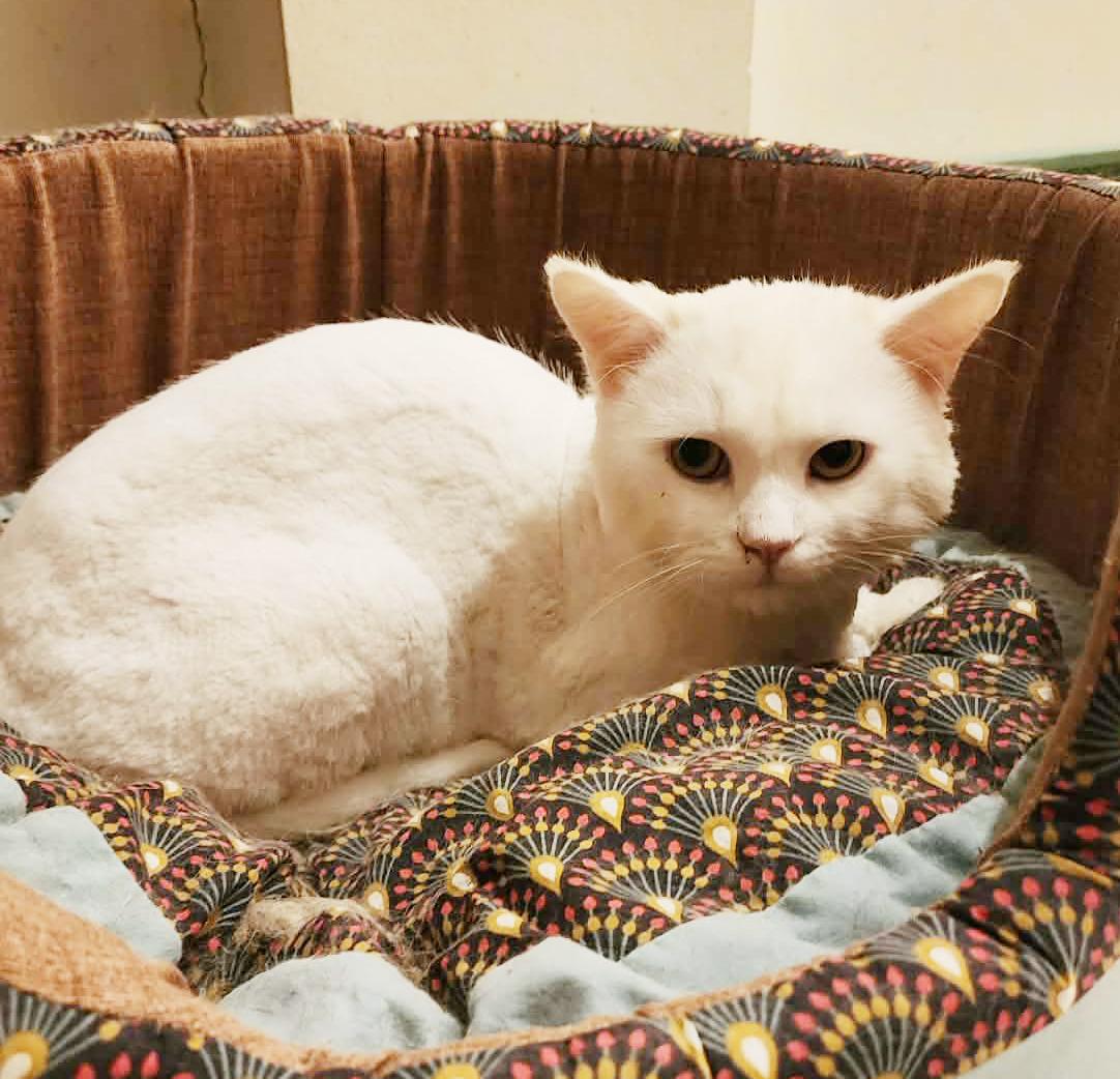 Lion is SOOO sweet! Just was shaved so pics/video look dorky - EMERGENCY Qatar cat!, an adopted mixed breed in Bedford Hills, NY image 6/6