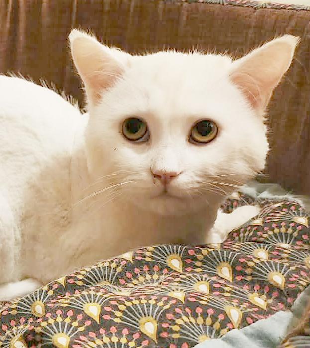 Lion is SOOO sweet! Just was shaved so pics/video look dorky - EMERGENCY Qatar cat!, an adopted mixed breed in Bedford Hills, NY image 5/6