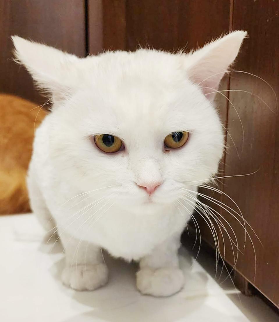 Lion is SOOO sweet! Just was shaved so pics/video look dorky - EMERGENCY Qatar cat!, an adopted mixed breed in Bedford Hills, NY image 3/6