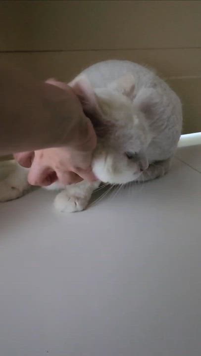 Enlarge Lion is SOOO sweet!  Just was shaved so pics/video look dorky - EMERGENCY Qatar cat!, an adopted mixed breed in Bedford Hills, NY video 2/6