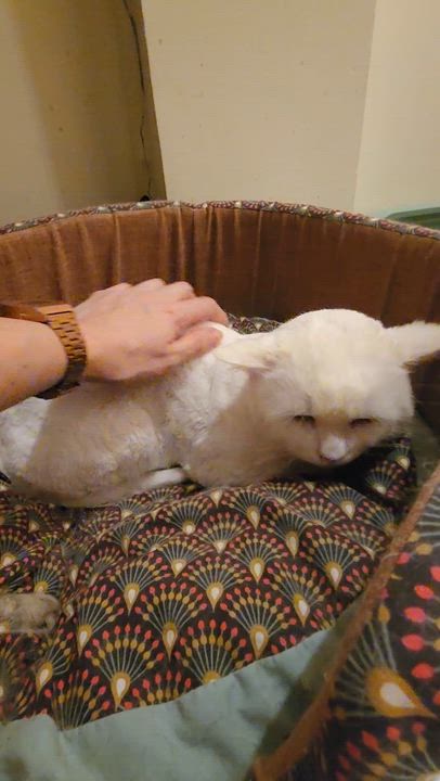 Enlarge Lion is SOOO sweet!  Just was shaved so pics/video look dorky - EMERGENCY Qatar cat!, an adopted mixed breed in Bedford Hills, NY video 4/6