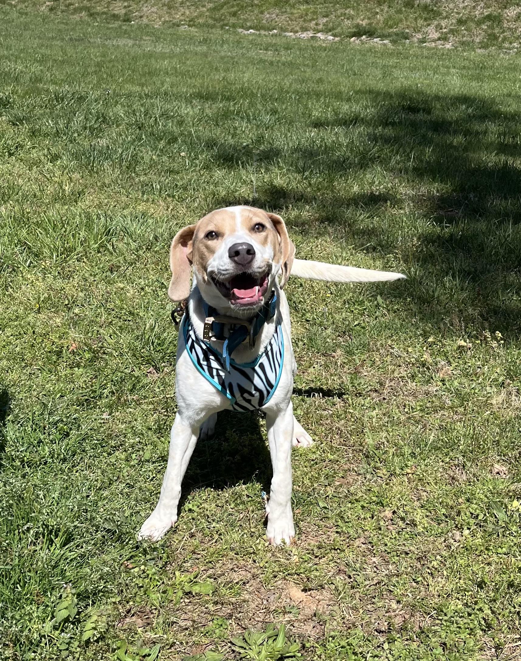 Enlarge Panda, an adoptable Hound in Blackstone, VA image 3/3