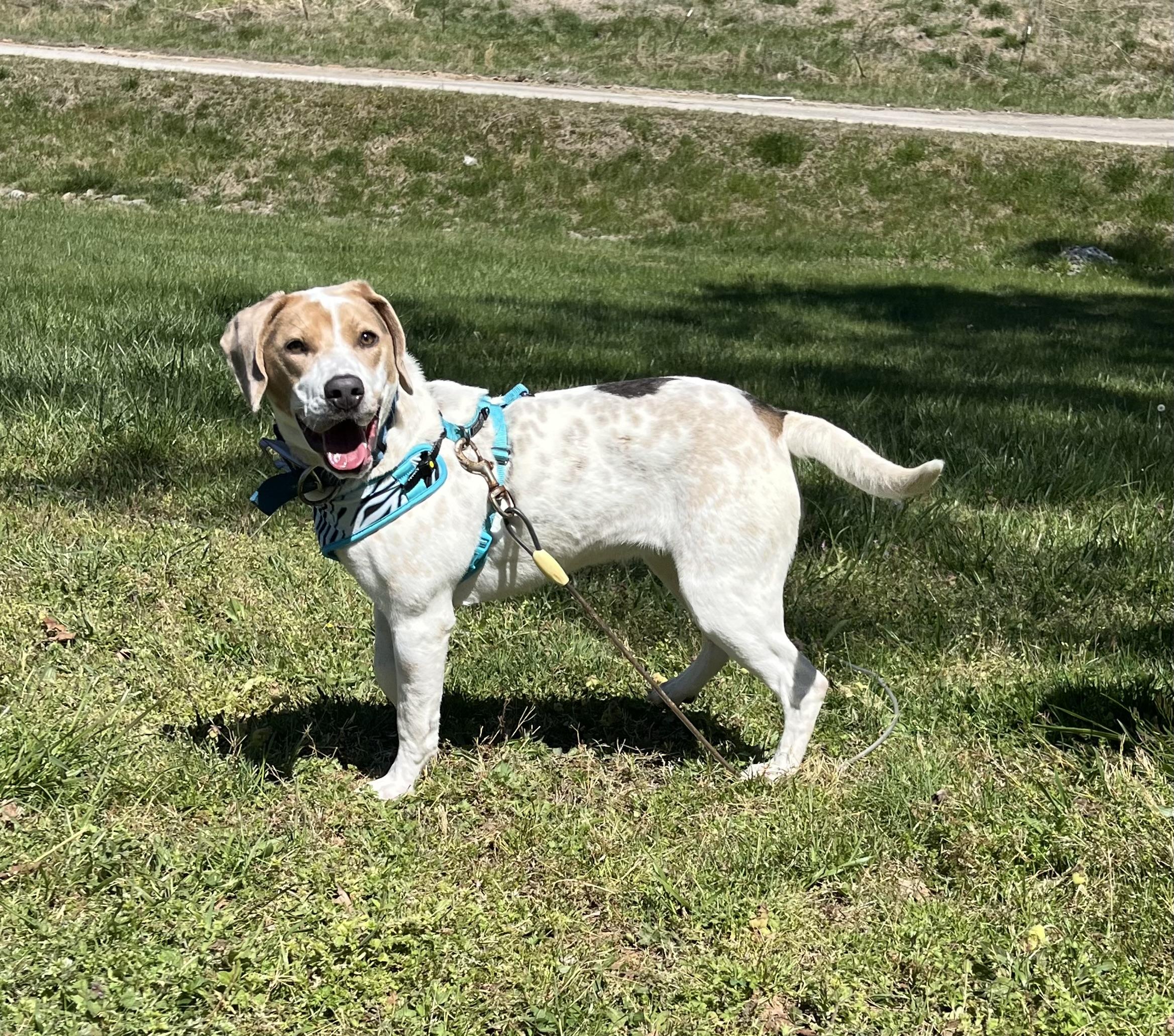Enlarge Panda, an adoptable Hound in Blackstone, VA image 2/3