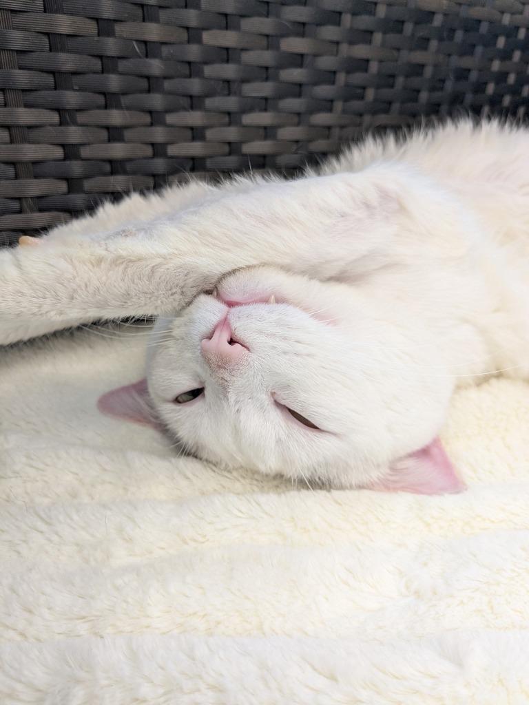 Sonic, Adoptable, Young Male Domestic Short Hair.