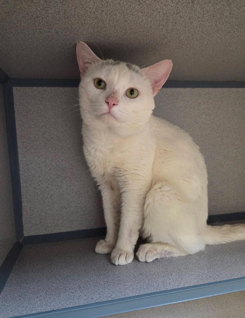 Sonic, a Adoptable mixed breed in Liverpool, NY image 2/6