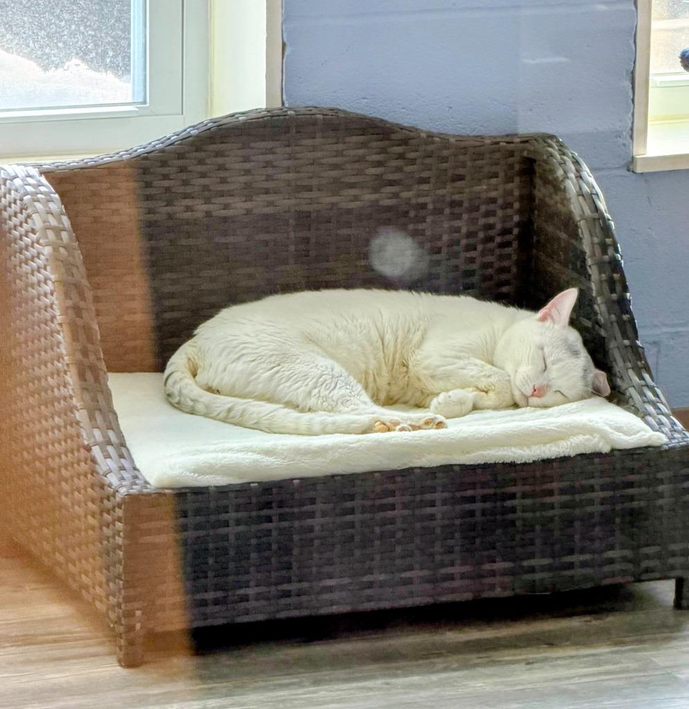 Sonic, a Adoptable mixed breed in Liverpool, NY image 3/6