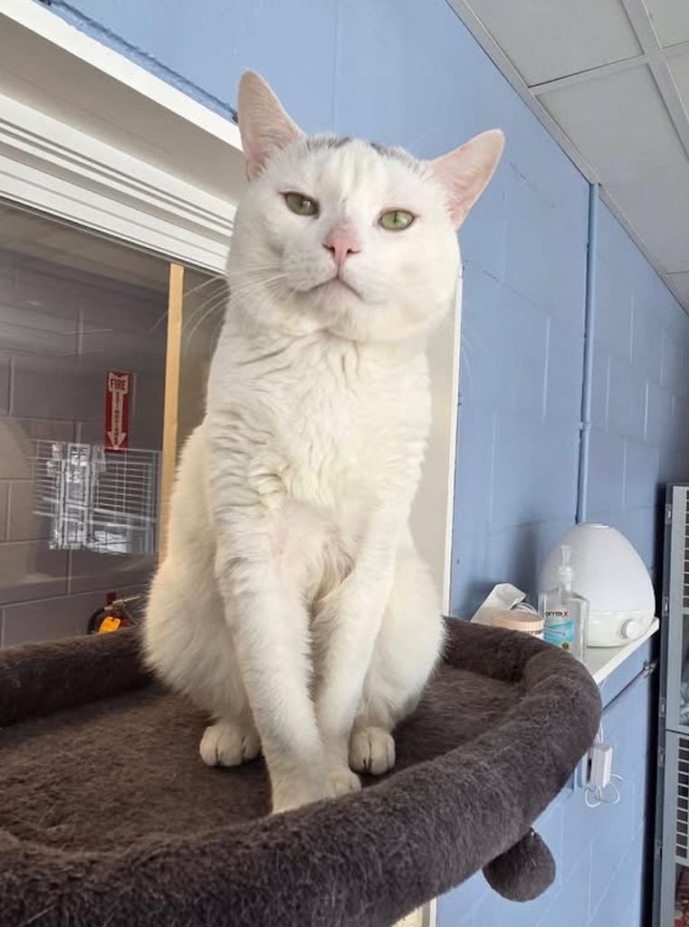 Sonic, a Adoptable mixed breed in Liverpool, NY image 4/6