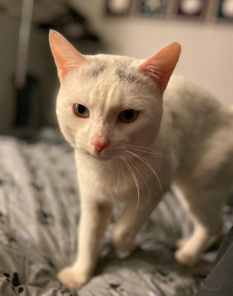 Sonic, a Adoptable mixed breed in Liverpool, NY image 5/6