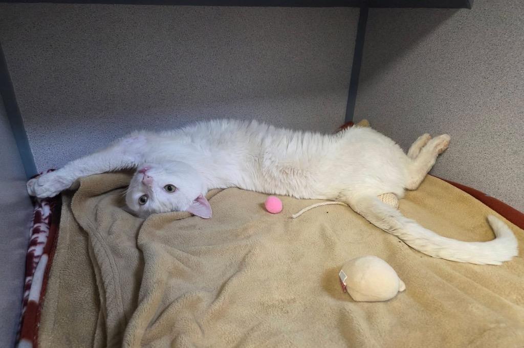 Sonic, a Adoptable mixed breed in Liverpool, NY image 6/6