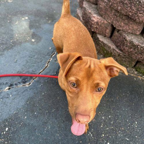 Cooper, a Adoptable mixed breed in Verona, NJ image 1/4