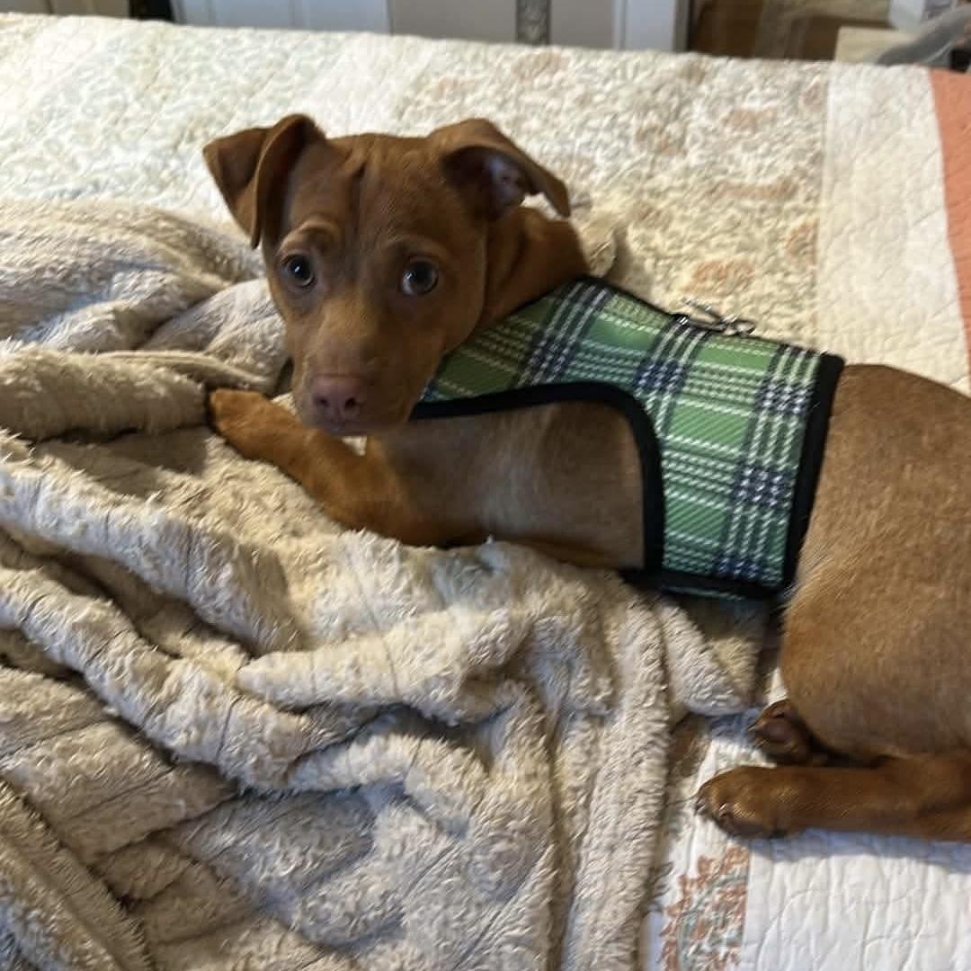 Cooper, a Adoptable mixed breed in Verona, NJ image 2/4